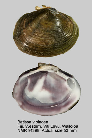 Batissa violacea (3).jpg - Batissa violacea (Lamarck,1818)